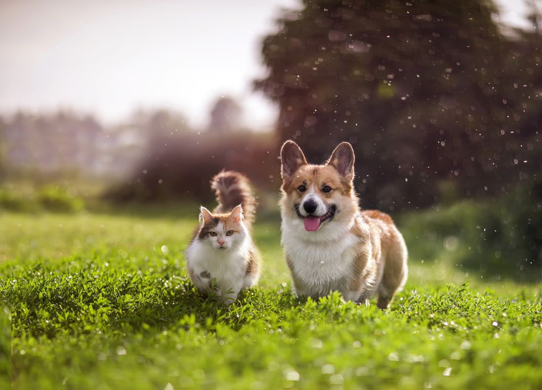 Cat and dog on grass