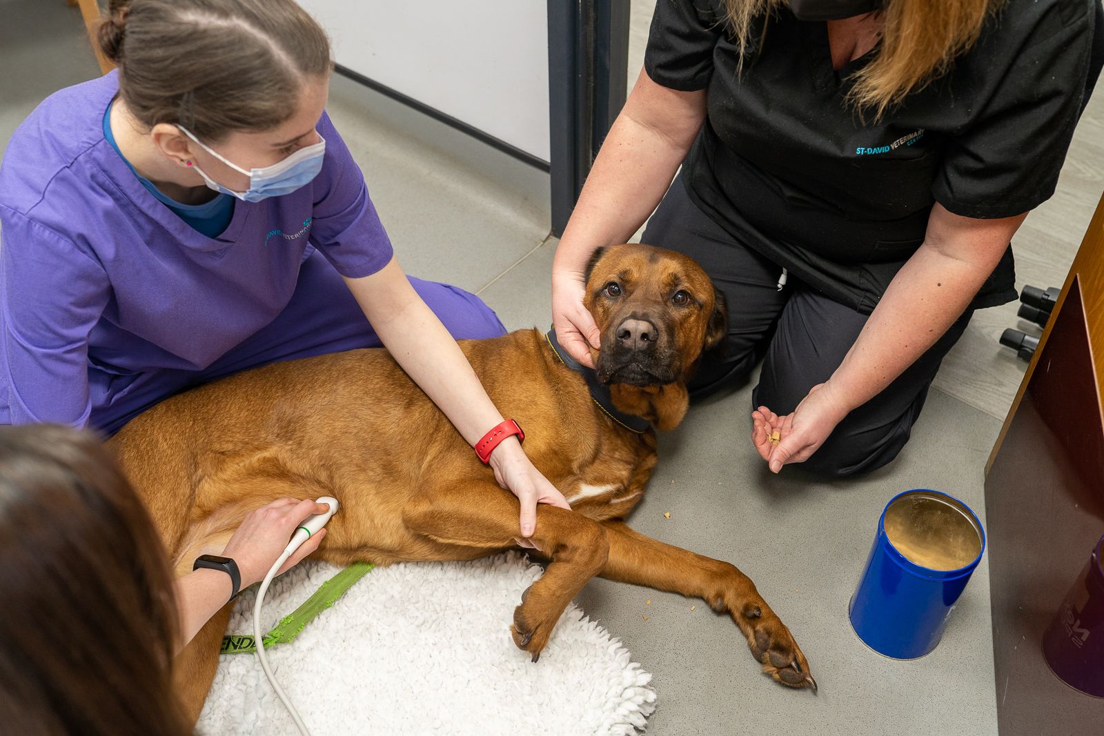 _St David vets and dog