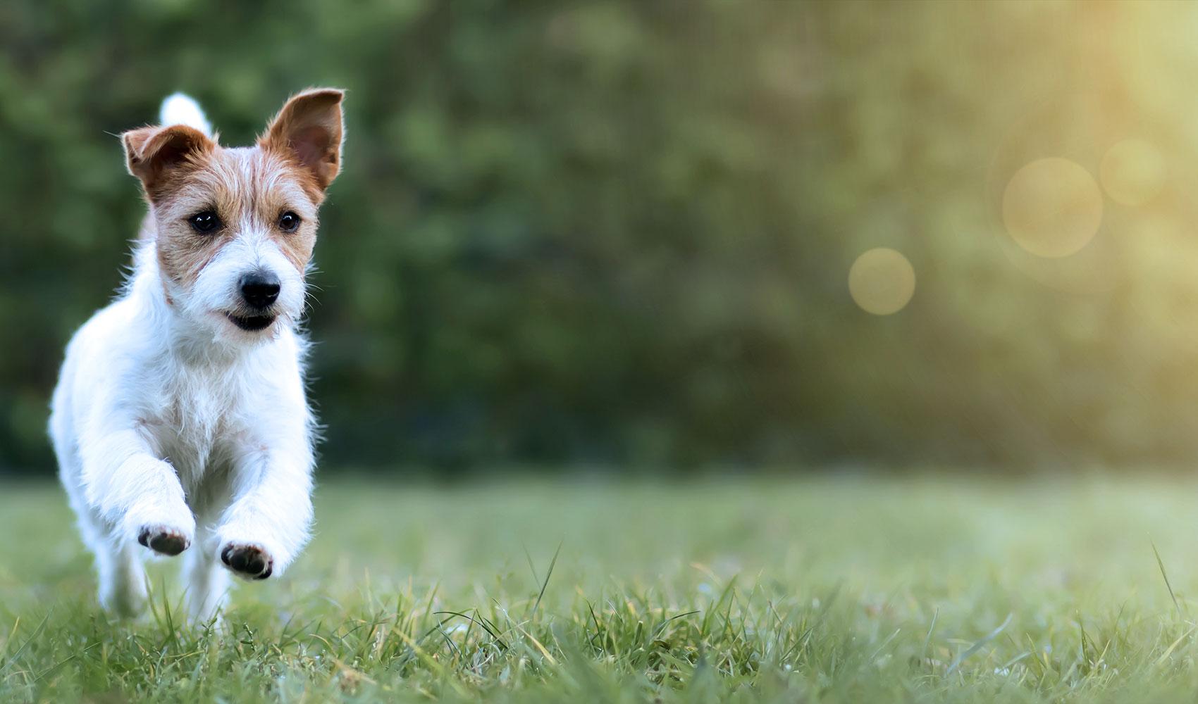 happy-dog
