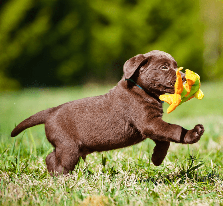 puppy running through grass