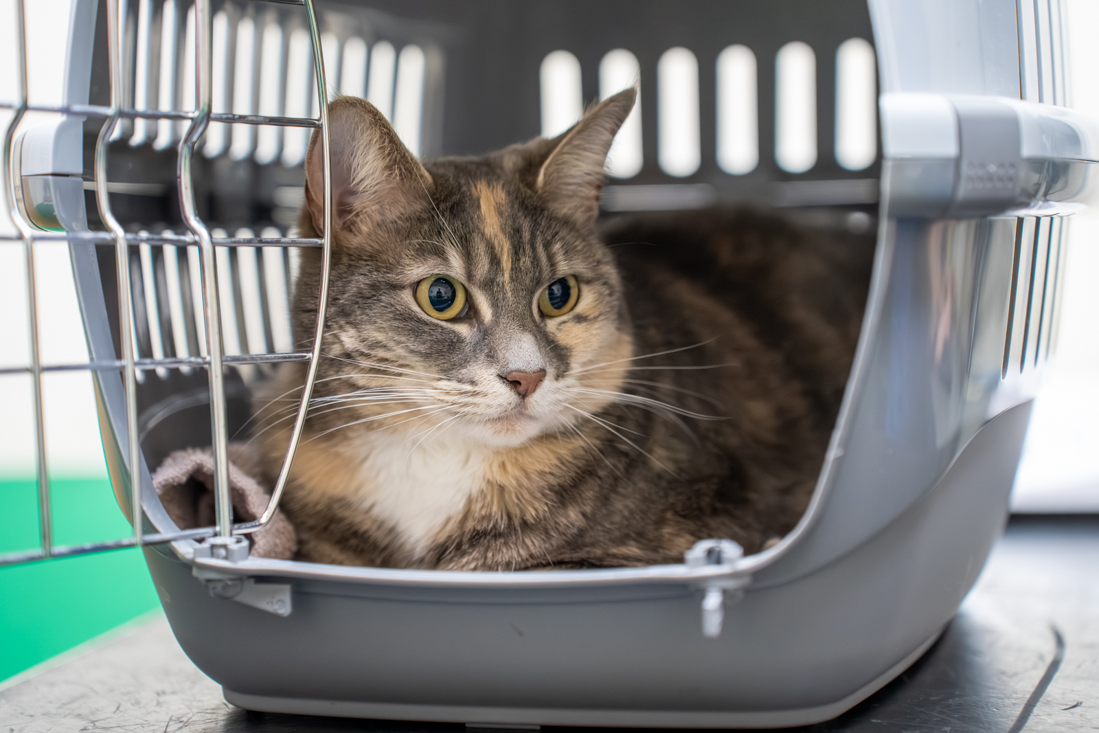 Ashlea Veterinary Centre (Web) 145